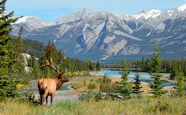 Elk in Jasper National Park, Canada